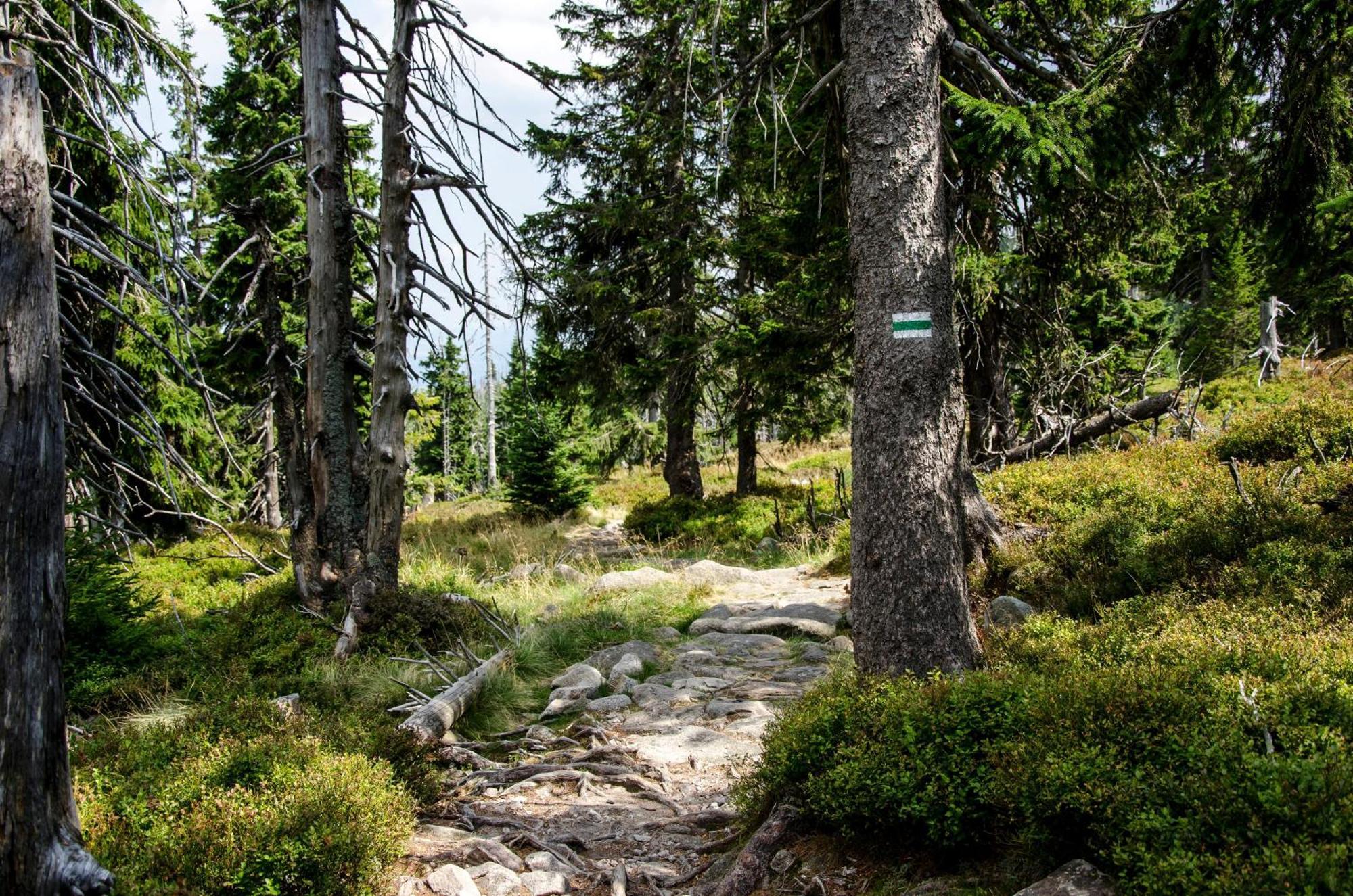 Elements Hotel&Spa Świeradów-Zdrój المظهر الخارجي الصورة The trail near the summit of Mount Si
